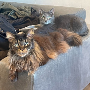 Loui- 7 Jahre- Maine Coon (Ahnentafel) , Groot- 6 Jahre- Europ.Kurzhaar, Tierhilfe Franken e.V.