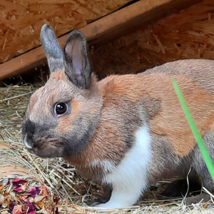 Hazel, 8 Monate - Zwergkaninchen - Tierhilfe Franken e.V.