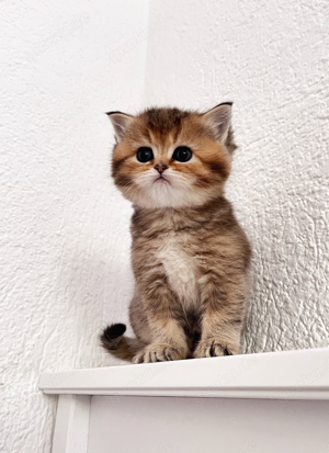 British Kurzhaar Kitten