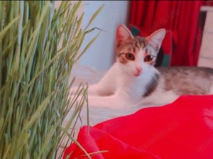 BG - Beautiful Girl Zierliche Katzendame sucht Familie mit Artgenossen