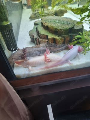 Axolotl 