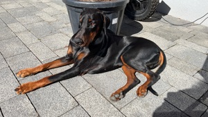 Dobi sucht ein neues Zuhause