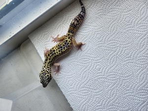 1.0 Mack Snow Black Night Leopardgecko 