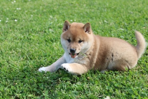 Reinrassige Shiba inu Welpen 