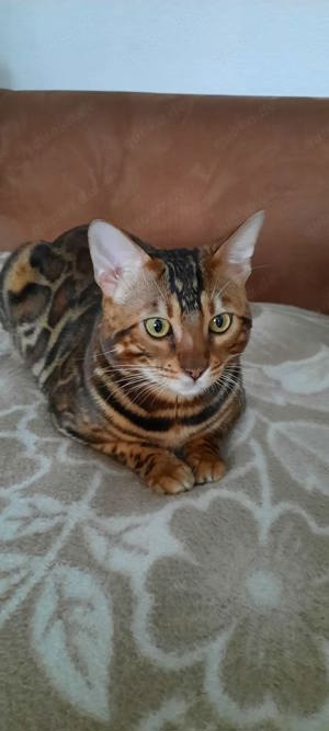 Deckkater Baki - Reinrassiger Bengal Gentleman