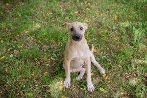 *ISABEL* ist ein goldiges Welpenmädchen. Sie sucht Familienanschluss. 