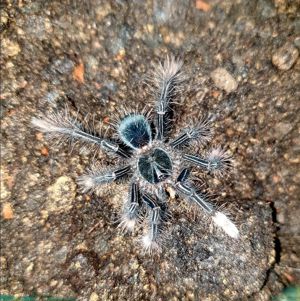 Theraphosa apophysis Weibchen 