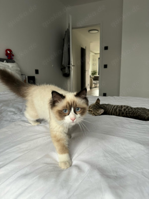 Wunderschöne Ragdoll heilige Birma Mix Katze