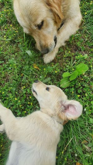 reinrassige golden Retriever Welpen 