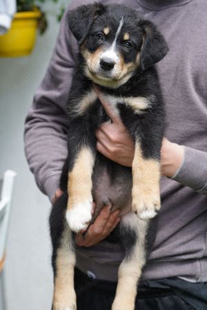 Wunderschöne Mischlingswelpen - Australian Shepherd x Appenzeller Hütehund