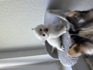 Maine-Coon-Ragdoll Kitten