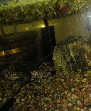 Wasserschildkröte mit Aquarium 