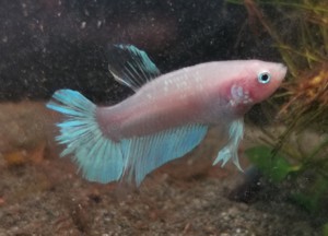 Kampffisch Männchen Nr. 3 Cello Betta Splendens