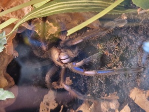 Vogelspinnen zur Abgabe Bild 3
