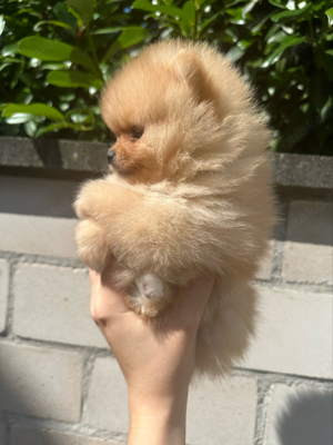 Pomeranian