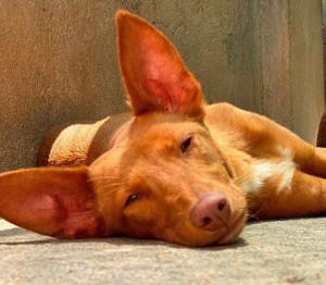 Zucker,Podenco Andaluz - und Bruder Zimt, beide Welpen, suchen ein liebes Zuhause,mit Hundeschule.