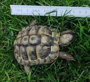 griechische Landschildkröte - Landschildkröte weiblich