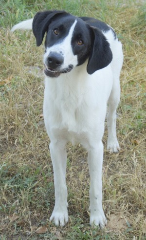Rowan, geb. ca. 11 2018, lebt in GRIECHENLAND, im städt. Tierheim Serres Bild 7