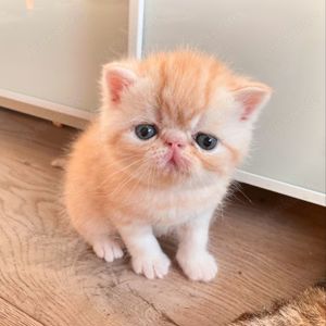 Liebevolles Exotic Shorthair Kätzchen sucht ein neues Zuhause - mit Stammbaum 