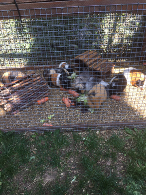 Meerschweinchen direkt vom Züchter Bild 6