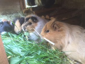 Meerschweinchen direkt vom Züchter