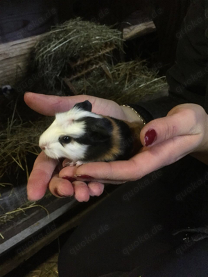 Meerschweinchen direkt vom Züchter Bild 2