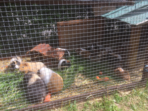 Meerschweinchen direkt vom Züchter Bild 5