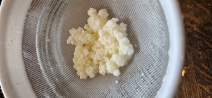 Milchkefir, tibetanischer Pilz