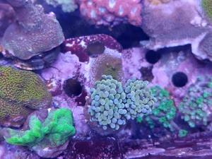 Meerwasser Korallen, Korallenableger Montipora, Euphyllia, Weichkorallen, SPS, LPS, ...