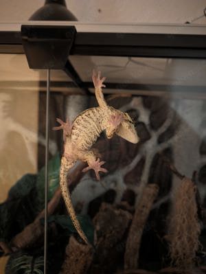 Gargoylegecko 1.0 Adult