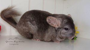 Chinchilla Weibchen beige BDT RPAT evt AVT und ST