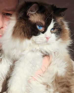 Ragdoll Kitten mit WCF Stammbaum aus Champion Verpaarung Bild 9