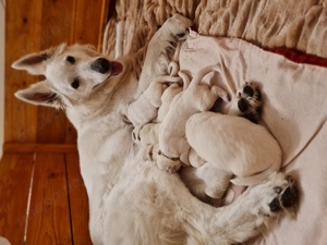 Weiße Schweizer Schäferhundwelpen Langstockhaar 