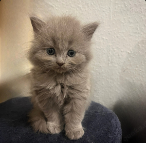 BKH   Schottisch Bengal Mix Kitten