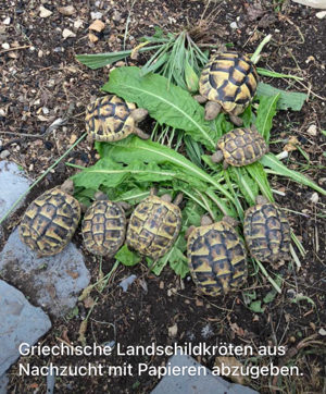 Griechische Landschildkröte Thb knapp 2 Jahre alt