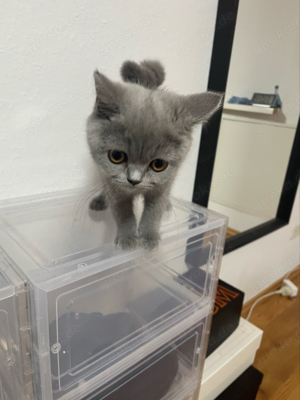 Baby katze sucht neues zuhause