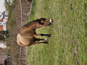 Reitbeteiligung gesucht Pferd sucht Reiter