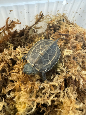 Dreikielschildkröte (Mauremys reevesii)