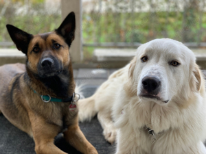 Malinoi-Altdt. Hütehund Mischling, belgische Schäferhündin, kastriert, 3J. alt