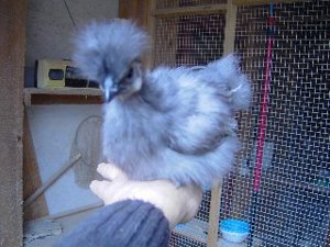 Bruteier von Zwergseidenhühner blau