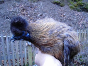 Bruteier von Zwergseidenhühner wildfarbig