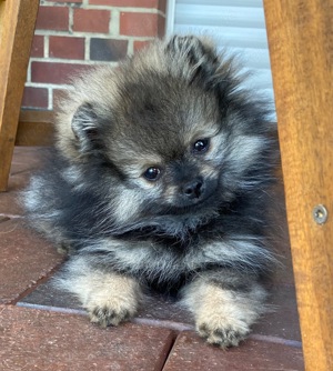 Zwergspitz Pomeranian Welpe aus Championats+Körzucht