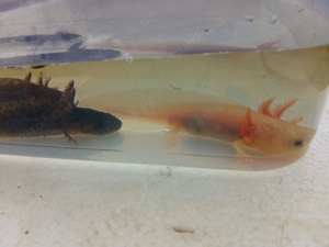 Axolotl Wildlinge Bild 3