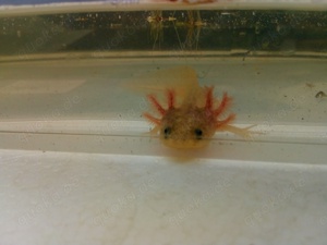 Axolotl Wildlinge Bild 4