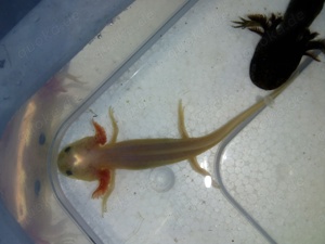 Axolotl Wildlinge Bild 2