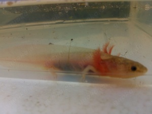 Axolotl Wildlinge Bild 5