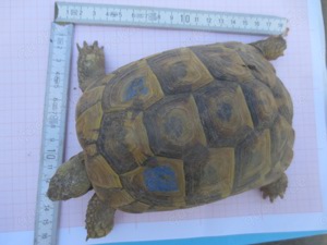 griechische landschildkröte weibchen 2015