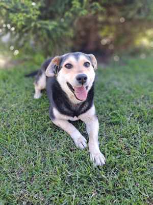 Luna sucht liebevolles Zuhause