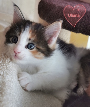 Traumhaftes, reinrassiges MAINE COON KITTEN    weiblich 