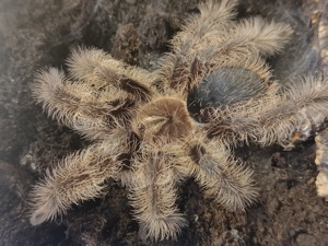 Vogelspinne Tliltocatl albopilosus nigaragua weiblich 5cm KL